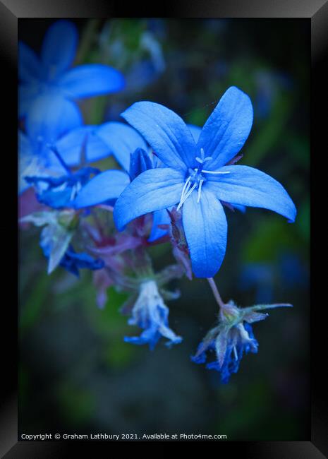 Blue Star Flower Framed Print by Graham Lathbury