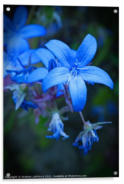 Blue Star Flower Acrylic by Graham Lathbury
