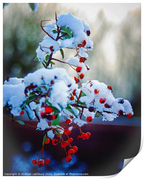 Winter berries in snow Print by Graham Lathbury
