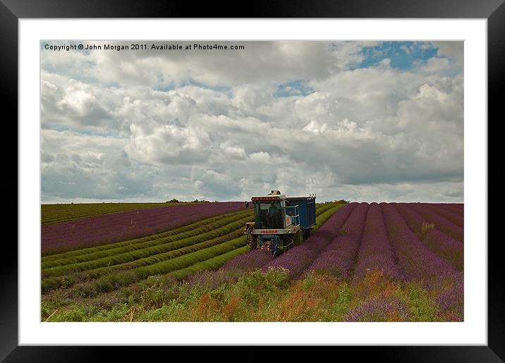 Lavender farmer. Framed Mounted Print by John Morgan