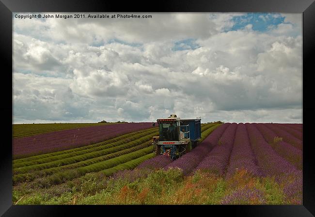 Lavender farmer. Framed Print by John Morgan