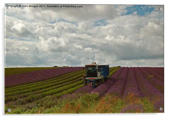 Lavender farmer. Acrylic by John Morgan