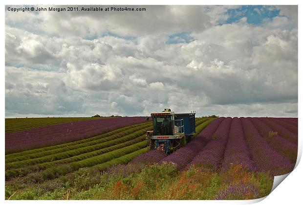 Lavender farmer. Print by John Morgan