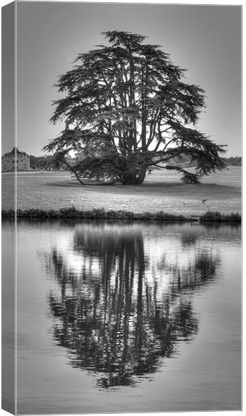 Reflections Tree Canvas Print by David French