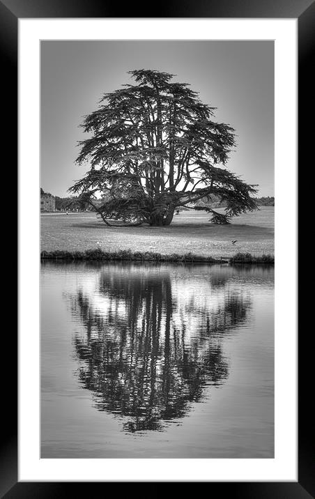 Reflections Tree Framed Mounted Print by David French