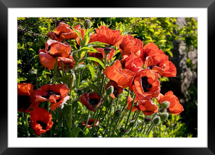 Blood red back lit Poppies Framed Mounted Print by Jim Jones