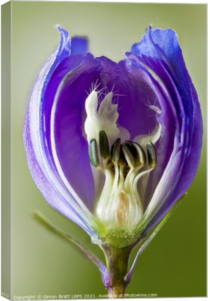 Inside a Delphinium flower bud macro Canvas Print by Simon Bratt LRPS