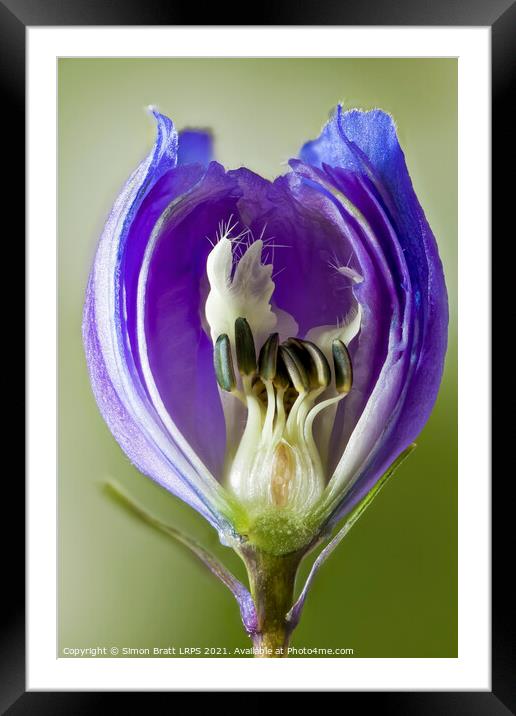 Inside a Delphinium flower bud macro Framed Mounted Print by Simon Bratt LRPS