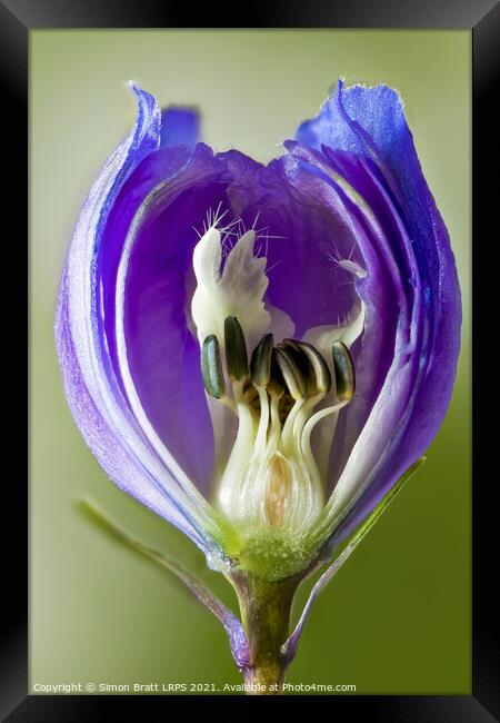 Inside a Delphinium flower bud macro Framed Print by Simon Bratt LRPS