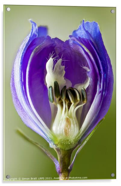 Inside a Delphinium flower bud macro Acrylic by Simon Bratt LRPS