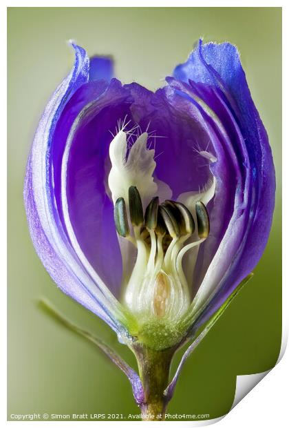Inside a Delphinium flower bud macro Print by Simon Bratt LRPS