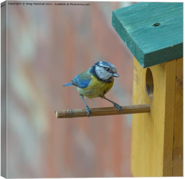 Blue Tit entering Nesting Box  Canvas Print by Greg Marshall