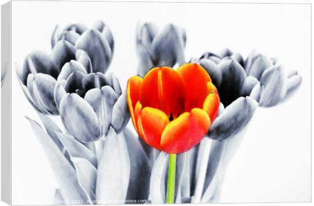 Standing out from the crowd Canvas Print by Colin Chipp