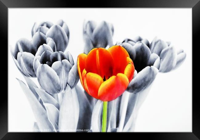 Standing out from the crowd Framed Print by Colin Chipp