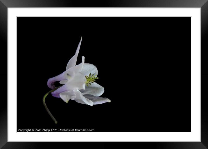 Columbine Framed Mounted Print by Colin Chipp