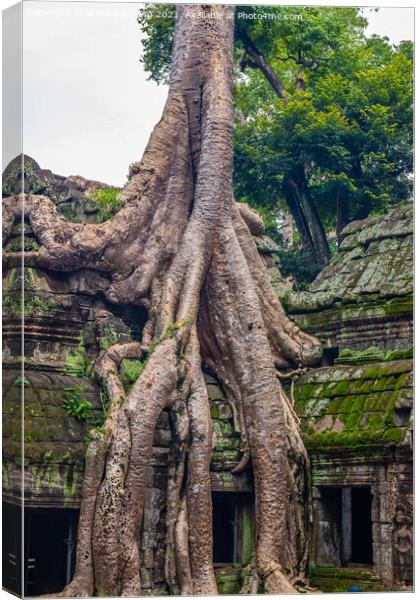 Ta Prohm, the tomb raider temple in Angkor Cambodia Asia	 Canvas Print by Wilfried Strang