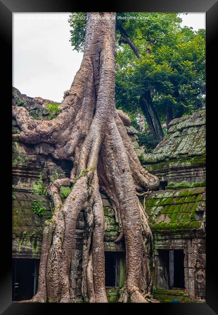 Ta Prohm, the tomb raider temple in Angkor Cambodia Asia	 Framed Print by Wilfried Strang