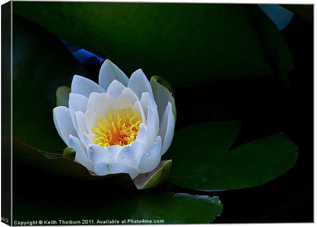Water Lily Canvas Print by Keith Thorburn EFIAP/b
