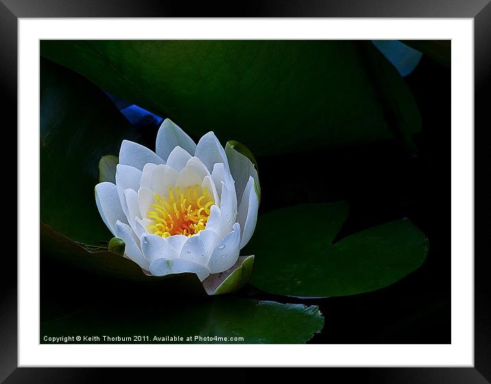Water Lily Framed Mounted Print by Keith Thorburn EFIAP/b