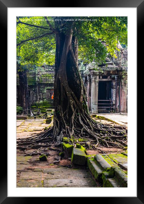 Ta Prohm, the tomb raider temple in Angkor Cambodia Asia Framed Mounted Print by Wilfried Strang