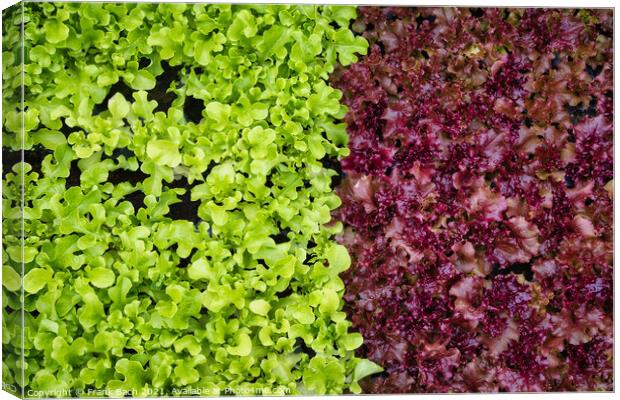 Salad Lettuce in two colors ready to eat Canvas Print by Frank Bach