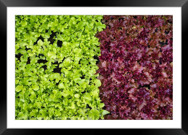Salad Lettuce in two colors ready to eat Framed Mounted Print by Frank Bach