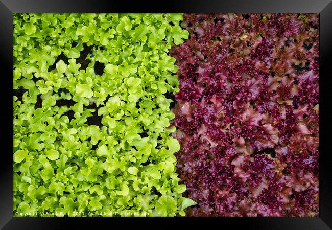 Salad Lettuce in two colors ready to eat Framed Print by Frank Bach