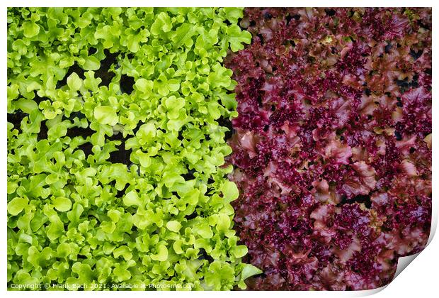 Salad Lettuce in two colors ready to eat Print by Frank Bach