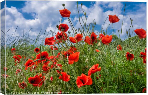 Red wild  vibrant poppies in a field Canvas Print by Frank Bach