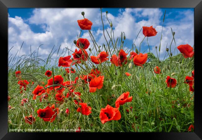 Red wild  vibrant poppies in a field Framed Print by Frank Bach