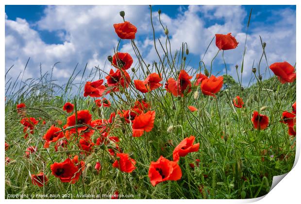 Red wild  vibrant poppies in a field Print by Frank Bach
