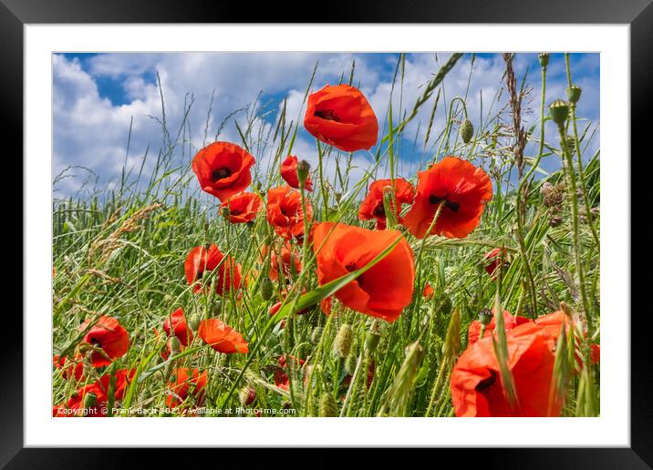 Red wild  vibrant poppies in a field Framed Mounted Print by Frank Bach