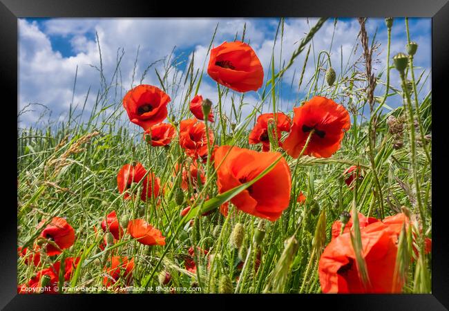 Red wild  vibrant poppies in a field Framed Print by Frank Bach