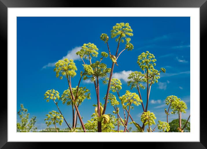 Angelica kvan herbal plant in full bloom Framed Mounted Print by Frank Bach