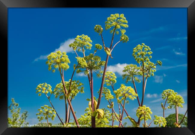 Angelica kvan herbal plant in full bloom Framed Print by Frank Bach