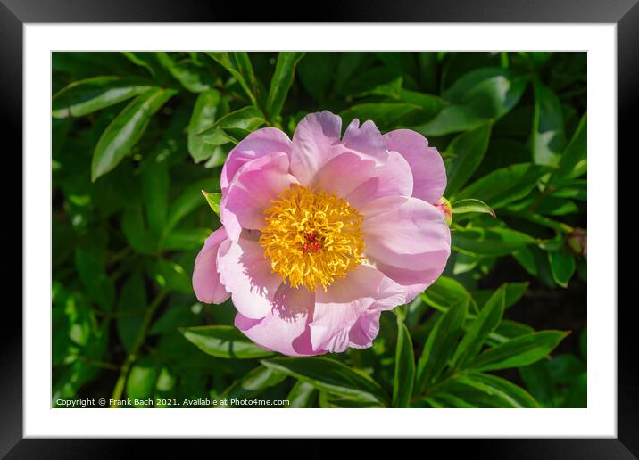 Peonies pink and beautiful in full bloom Framed Mounted Print by Frank Bach