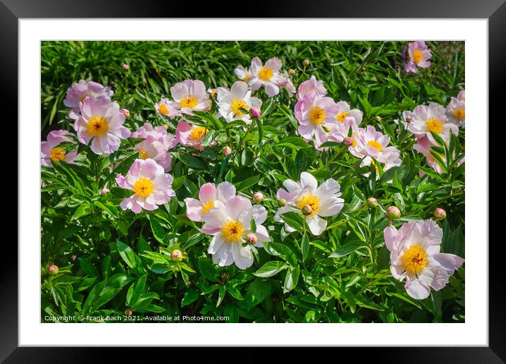 Peonies pink and beautiful in full bloom Framed Mounted Print by Frank Bach