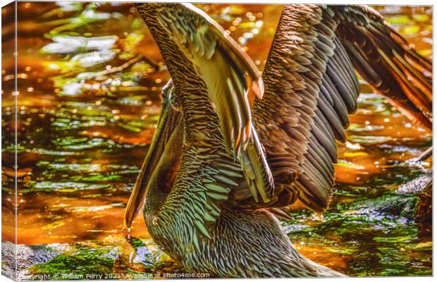 Colorful Brown Pelican Reflection Florida Canvas Print by William Perry