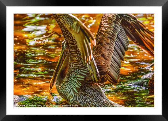 Colorful Brown Pelican Reflection Florida Framed Mounted Print by William Perry