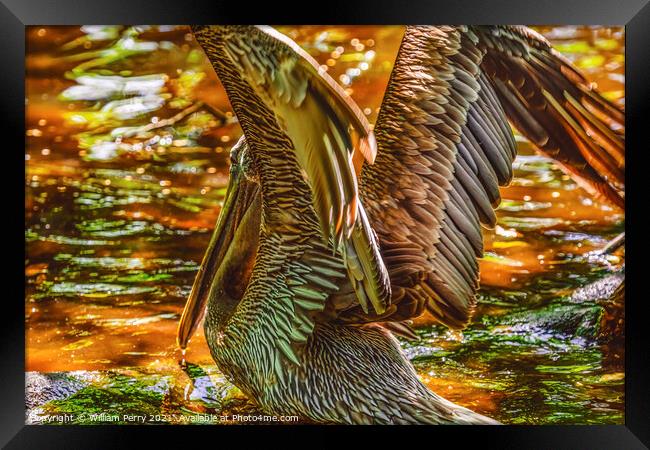 Colorful Brown Pelican Reflection Florida Framed Print by William Perry