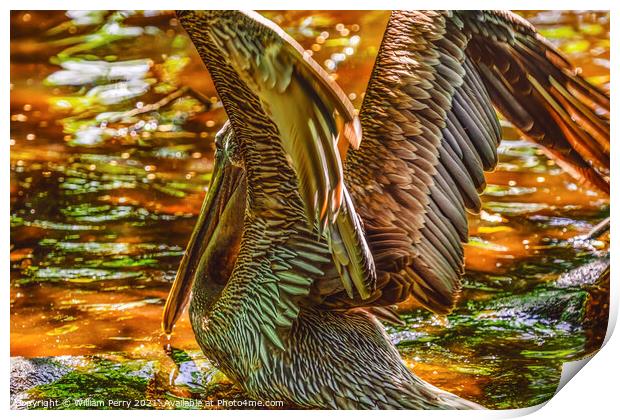 Colorful Brown Pelican Reflection Florida Print by William Perry