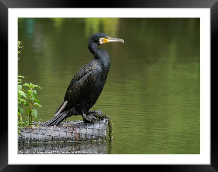 Statuesque Cormorant. Framed Mounted Print by Mark Ward