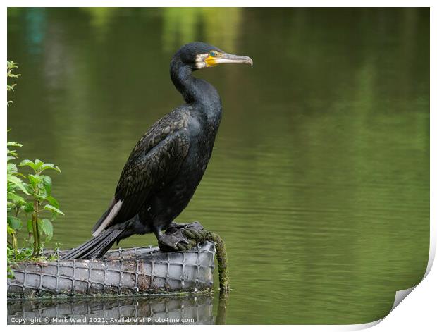 Statuesque Cormorant. Print by Mark Ward