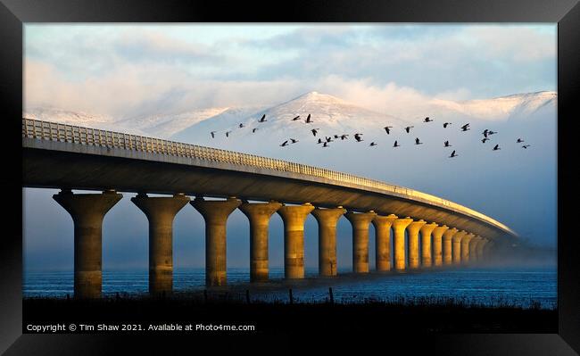 Clackmannanshire Bridge Framed Print by Tim Shaw