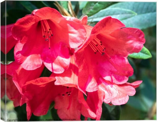 Fiery Red Rhododendrons Canvas Print by Hazel Wright