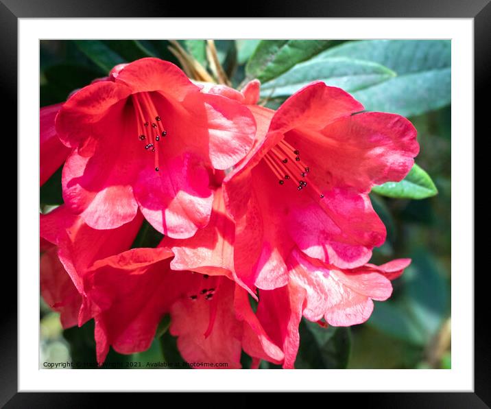 Fiery Red Rhododendrons Framed Mounted Print by Hazel Wright