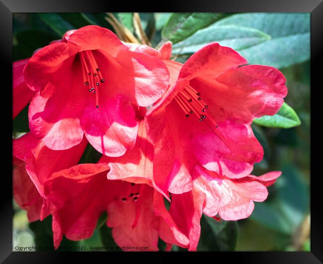 Fiery Red Rhododendrons Framed Print by Hazel Wright