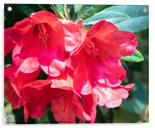 Fiery Red Rhododendrons Acrylic by Hazel Wright