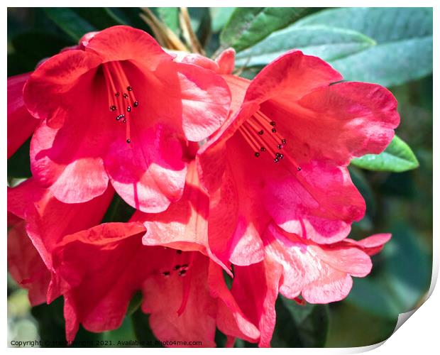 Fiery Red Rhododendrons Print by Hazel Wright
