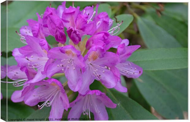 Purple rhododendron flowers Canvas Print by Hazel Wright